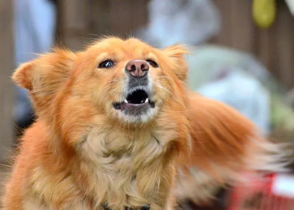 El miedo y el tamaño del can es lo que, con frecuencia, explica el comportamiento agresivo de perros hacia personas