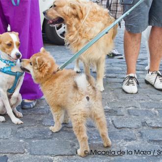 7 de octubre: quedada para que los perros puedan ir …