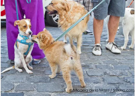 7 de octubre: quedada para que los perros puedan ir en transporte público en Madrid