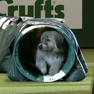 Kratu & Olly vuelven a arrasar en Crufts: ganadores al (inexistente …