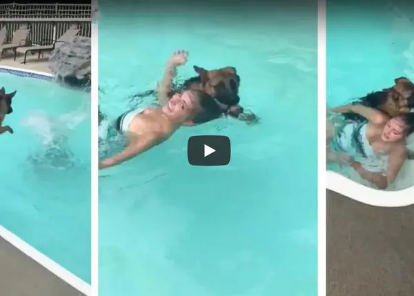 Un perro que tenía miedo al agua se lanza a rescatar a una humana que chapoteaba en su piscina
