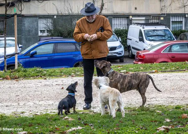 Guía de WSAVA sobre premios para perros: consejos veterinarios para ofrecer chuches de forma segura a nuestros perretes