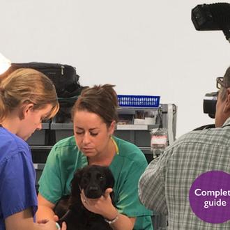La Asociación de Veterinarios Británicos ofrece consejos sobre la presencia …