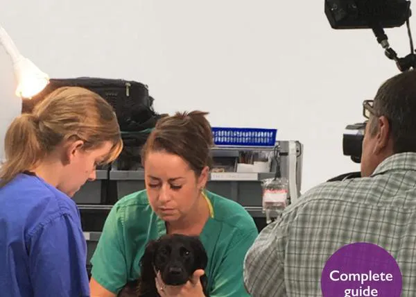 La Asociación de Veterinarios Británicos ofrece consejos sobre la presencia de perros y otros animales en publicidad