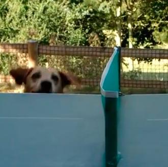 Una sesión de ping pong perruno