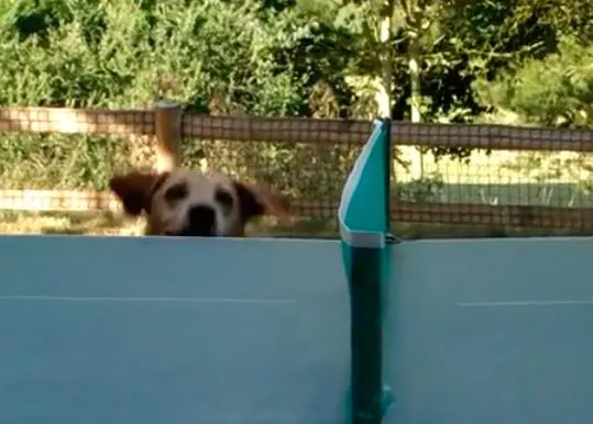 Una sesión de ping pong perruno