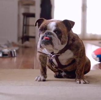Os presentamos al perro-llave de Volkswagen
