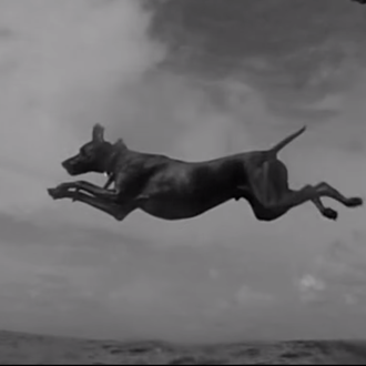 Fetch, el perfume para perros que los humanos no pueden …