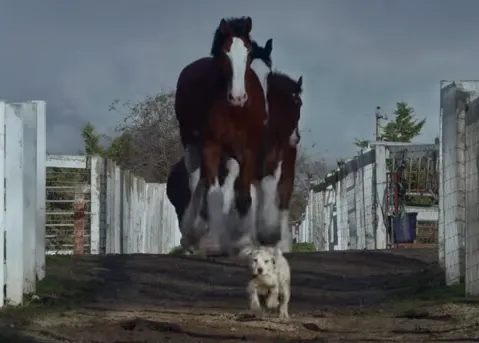 Perros y caballos, una amistad repleta de lenguetazos y besos y carreras felices