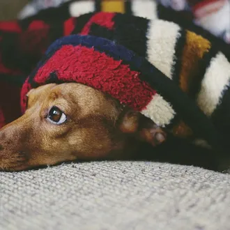 Sueños, pesadillas y la importancia de un buen descanso, también …