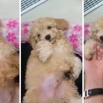 Miles de personas piden una solución para ayudar al cachorro …