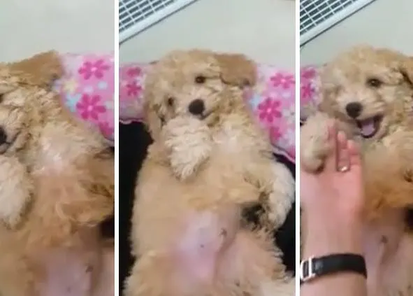 Miles de personas piden una solución para ayudar al cachorro retenido en el aeropuerto del Prat