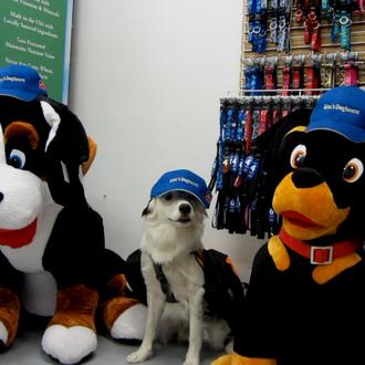 Hero, un border collie de lo más teatrero y listo
