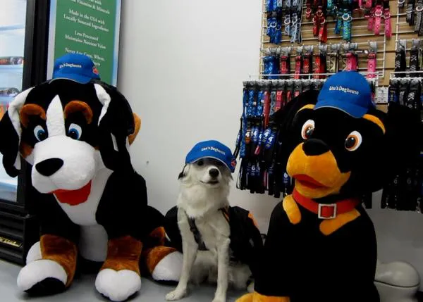 Hero, un border collie de lo más teatrero y listo