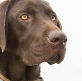El instinto de un perro, clave para salvar a un …