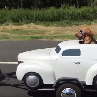 ¿El perro más cool que puedas ver jamás en la …