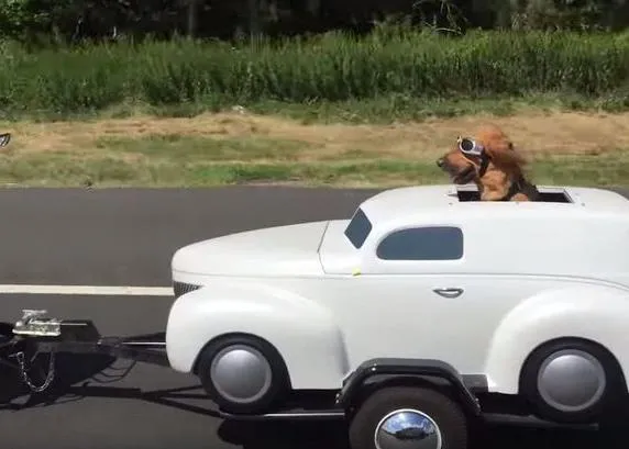 ¿El perro más cool que puedas ver jamás en la carretera? Posiblemente