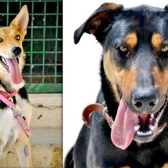 #lenguasfuera en la Protectora La Madrileña: muchos canes guapos buscan …