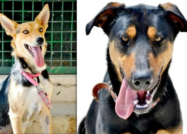 #lenguasfuera en la Protectora La Madrileña: muchos canes guapos buscan hogar