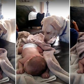 Los perros nos protegen, ¿cómo no vamos a protegerlos a …