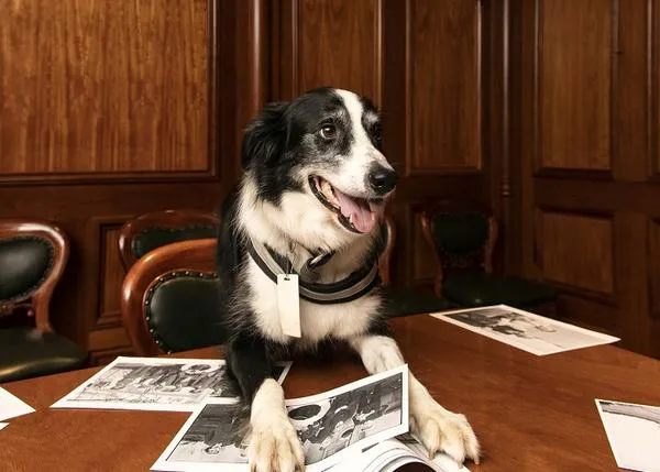 El director adjunto de Gaviotas: Bailey, un border collie adoptado con un trabajo extra feliz 