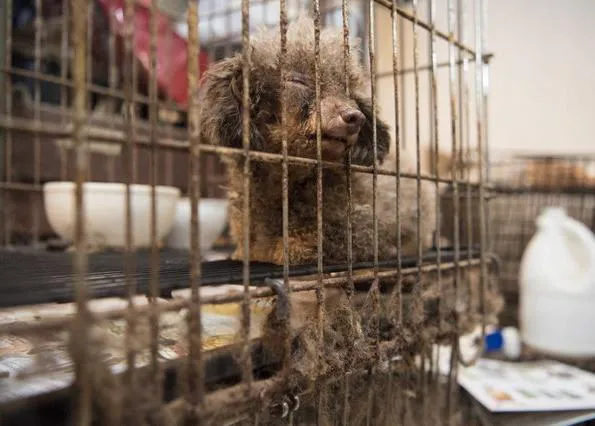 De un sótano a un hogar: una perra rescatada de una granja de cachorros aprende a disfrutar