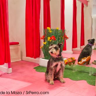 Eventos dog friendly: la fiesta de Divina Providencia