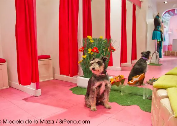 Eventos dog friendly: la fiesta de Divina Providencia