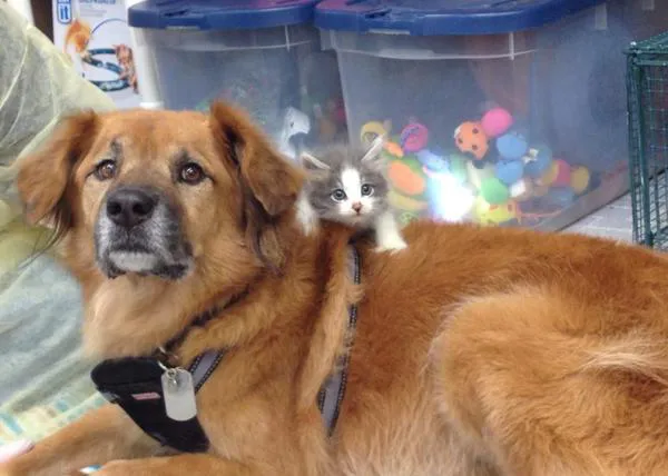 Boots, el embajador perri-gatuno