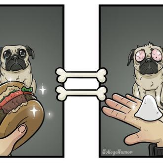 El mundo desde el punto de vista de los perros …