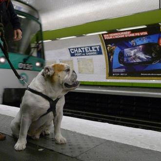 París con perro: cómo moverse en transporte público, en metro …