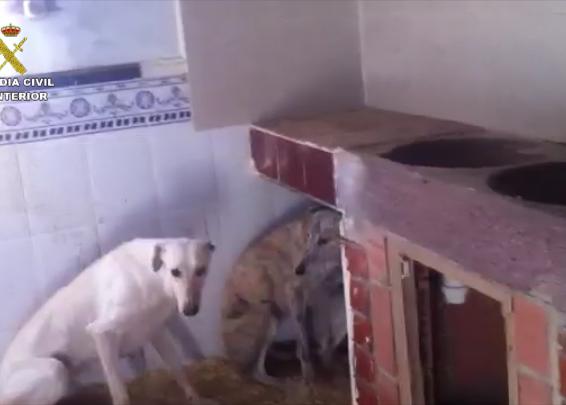 Sendas operaciones de la Guardia Civil en Toledo y Alicante contra el maltrato animal