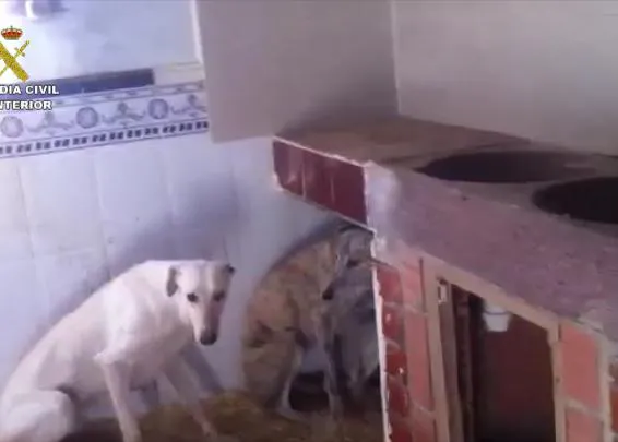 Sendas operaciones de la Guardia Civil en Toledo y Alicante contra el maltrato animal