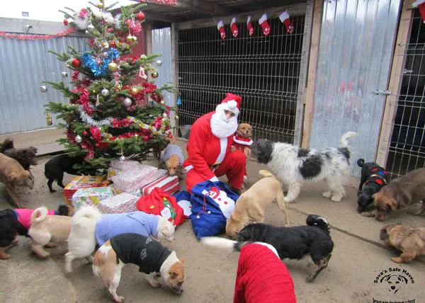 Los perros de una protectora en Rumanía reciben la visita (y los regalos) de Papá Noel