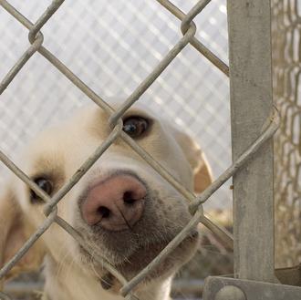 ¿Centros de protección animal veganos? Es la propuesta que se …