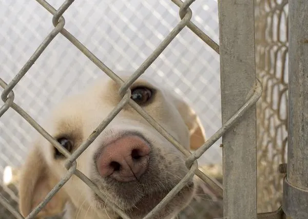 ¿Centros de protección animal veganos? Es la propuesta que se debate en Los Ángeles