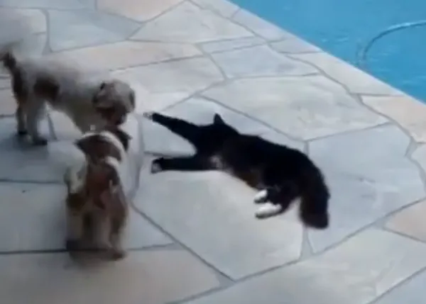 Déjame siestear tranquilo, le dijo el gato al perro, y entonces... ¡zas!
