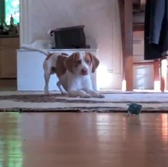 Maymo y el robot: o el perro que siempre hace …