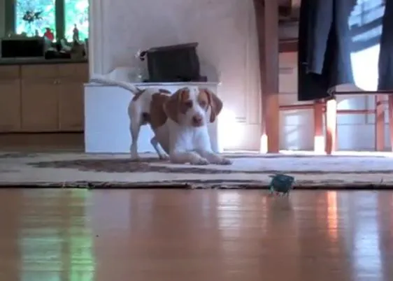 Maymo y el robot: o el perro que siempre hace sonreír