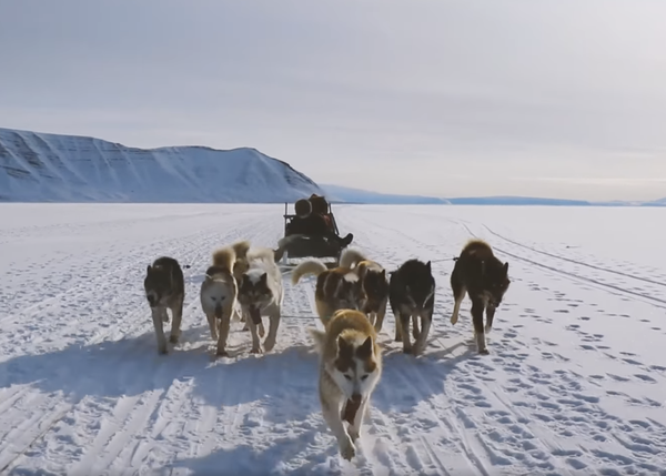 #DesafioArtico2021, ocho chavales viajan a Groenlandia para concienciar sobre el clima y la labor de los perros