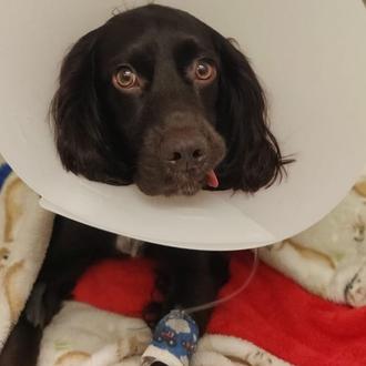 Los veterinarios advierten sobre el grave riesgo de las mascarillas …