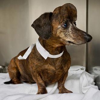 Una perra con un enorme tumor cerebral salva la vida …