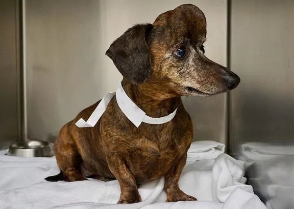 Una perra con un enorme tumor cerebral salva la vida gracias a la tecnología 3D