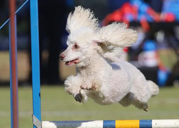 Los reyes del Agility: los perros que se llevan todas las medallas y los que cosechan todos los aplausos