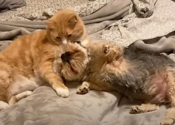 El perro que ha descubierto el secreto para una vida llena de mimos... tirarse panza arriba junto a su compi gatuno