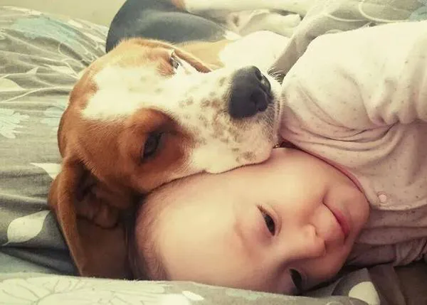 Charlie, el Beagle, protagoniza un vídeo homenaje a todos los perros - niñera