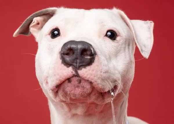 El amor por los perros une a una pareja de fotógrafos solidarios: un día en la vida de AGold Photo