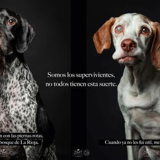 Los supervivientes alzan la voz: bellos retratos de perros abandonados …