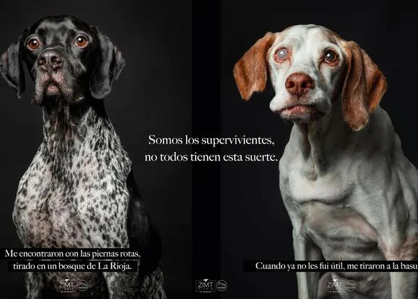 Los supervivientes alzan la voz: bellos retratos de perros abandonados y maltratados por cazadores #mismosperrosmismaley