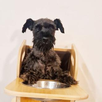 Dark, un perro con megaesófago canino que vive feliz con …